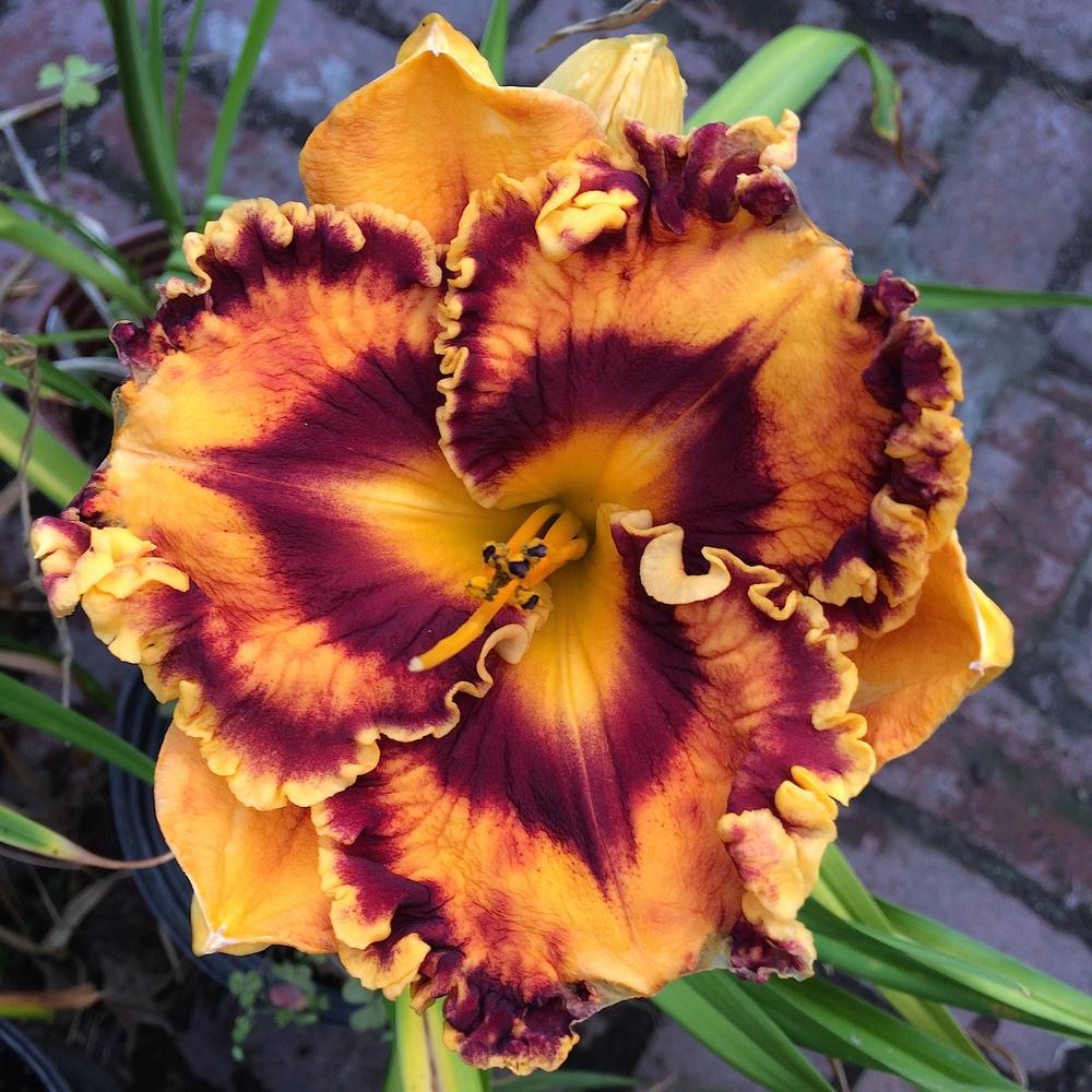 Photo of the bloom of Daylily (Hemerocallis 'Incandescent') posted by