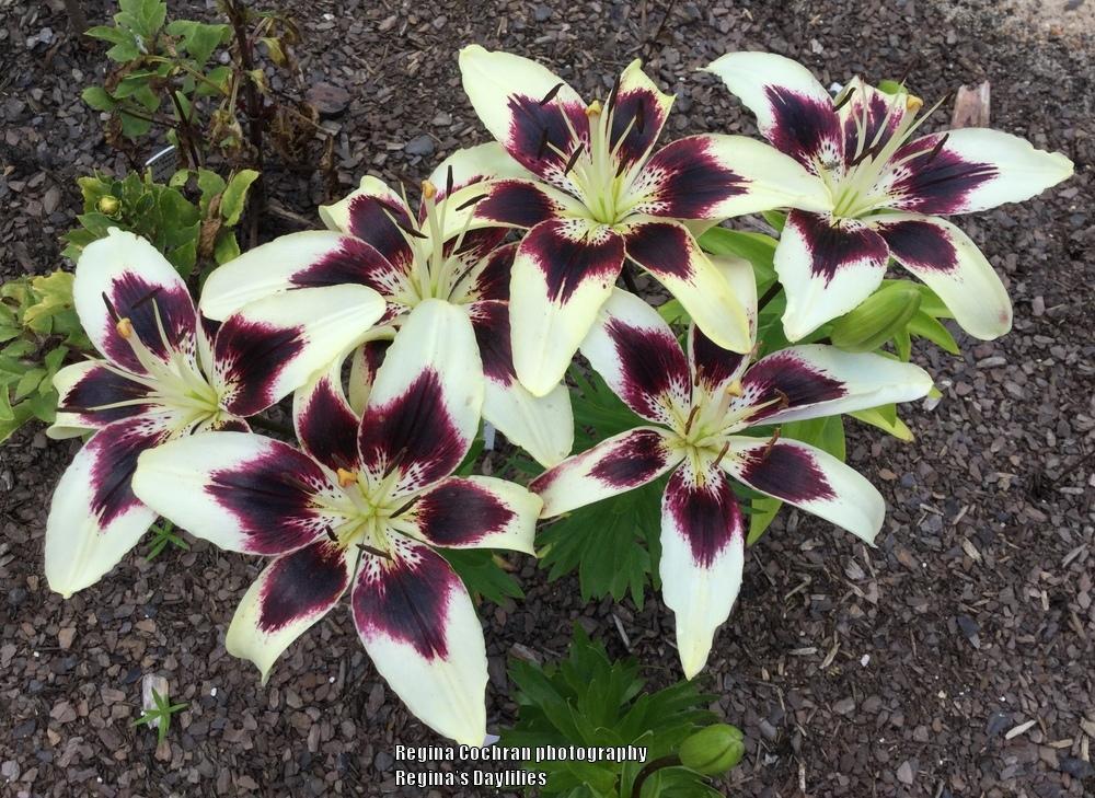 Photo of the entire plant of Lily (Lilium ‘Patricia’s Pride’) posted by