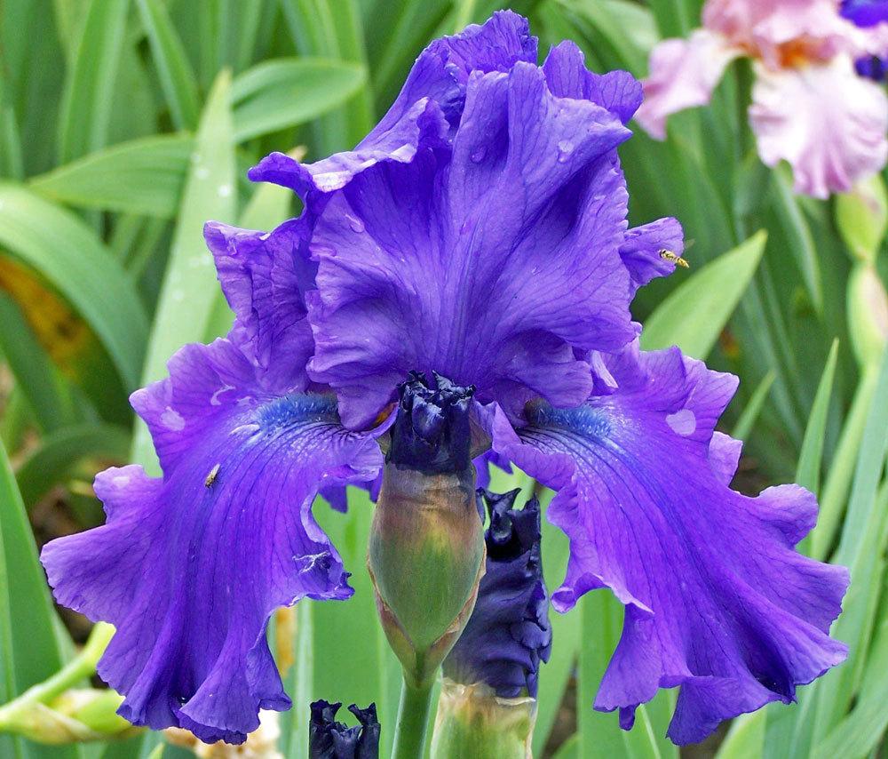 Plant photo