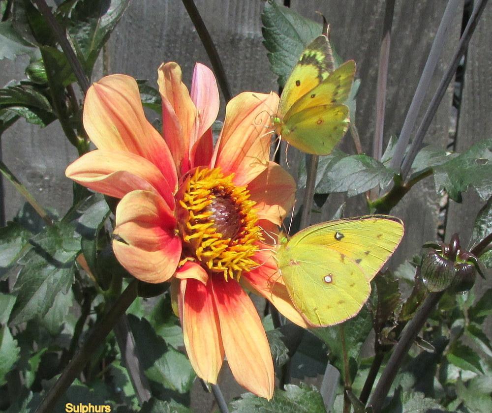 Plant photo