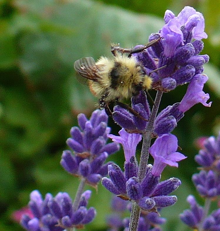 Lavenders Plant Care and Collection of Varieties