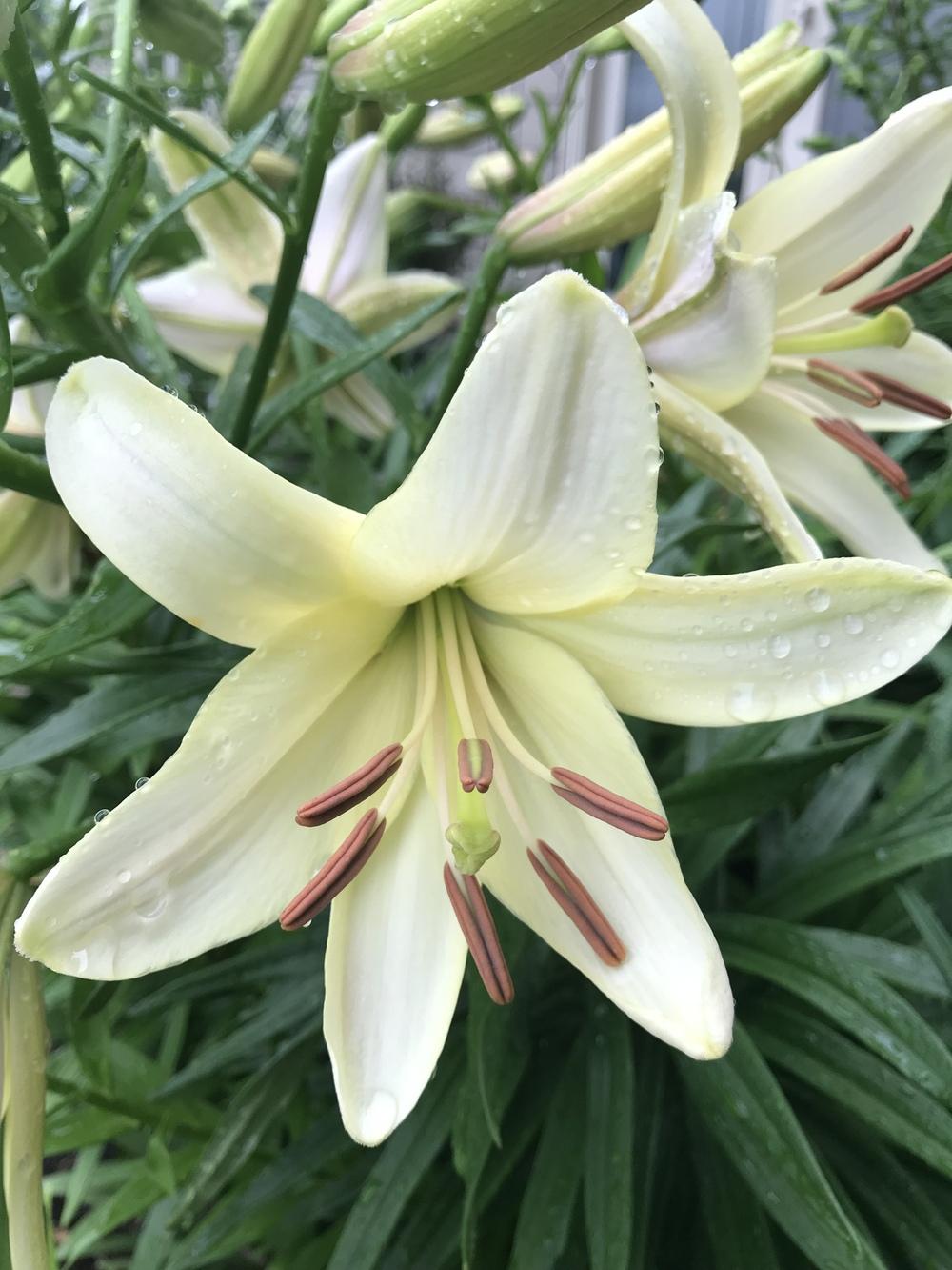 Lily (Lilium 'Pearl White') in the Lilies Database