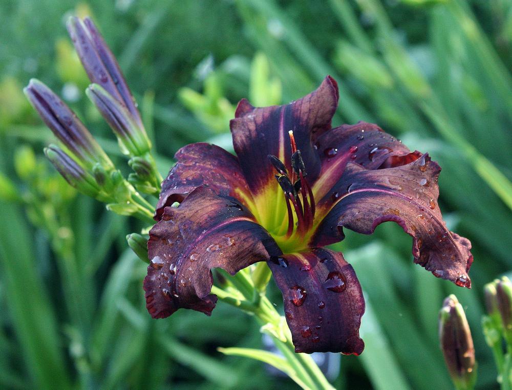 Daylily (Hemerocallis 'Back to Black') in the Daylilies Database