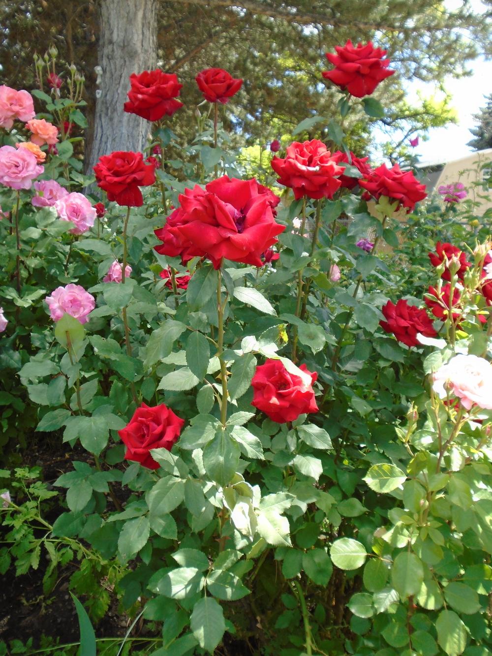 More Roses in my Utah Rose Garden in the Roses forum
