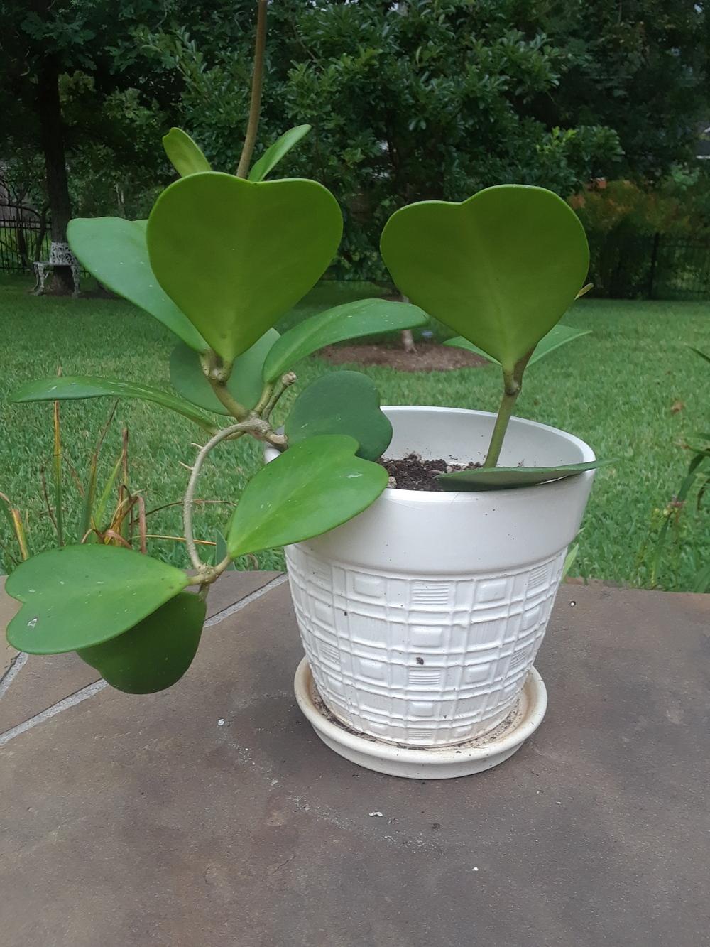 Best Hoya Soil Mix in the Hoyas forum