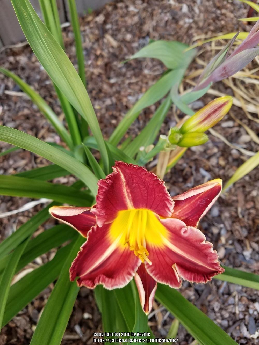 Photo of the entire plant of Daylily (Hemerocallis 'Great Balls of Fire