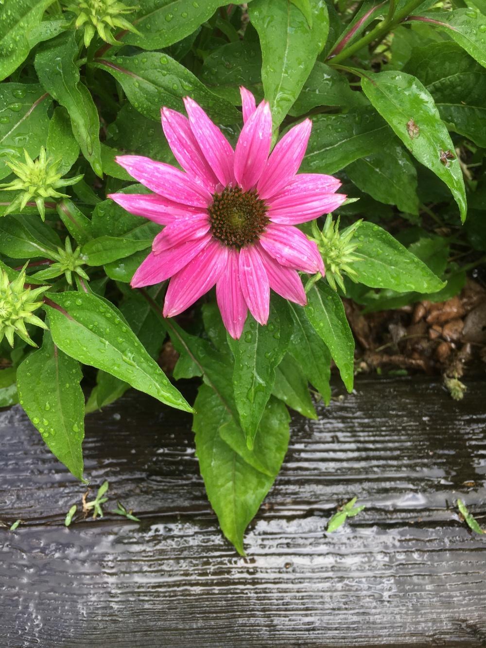 Coneflower not growing in the Ask a Question forum