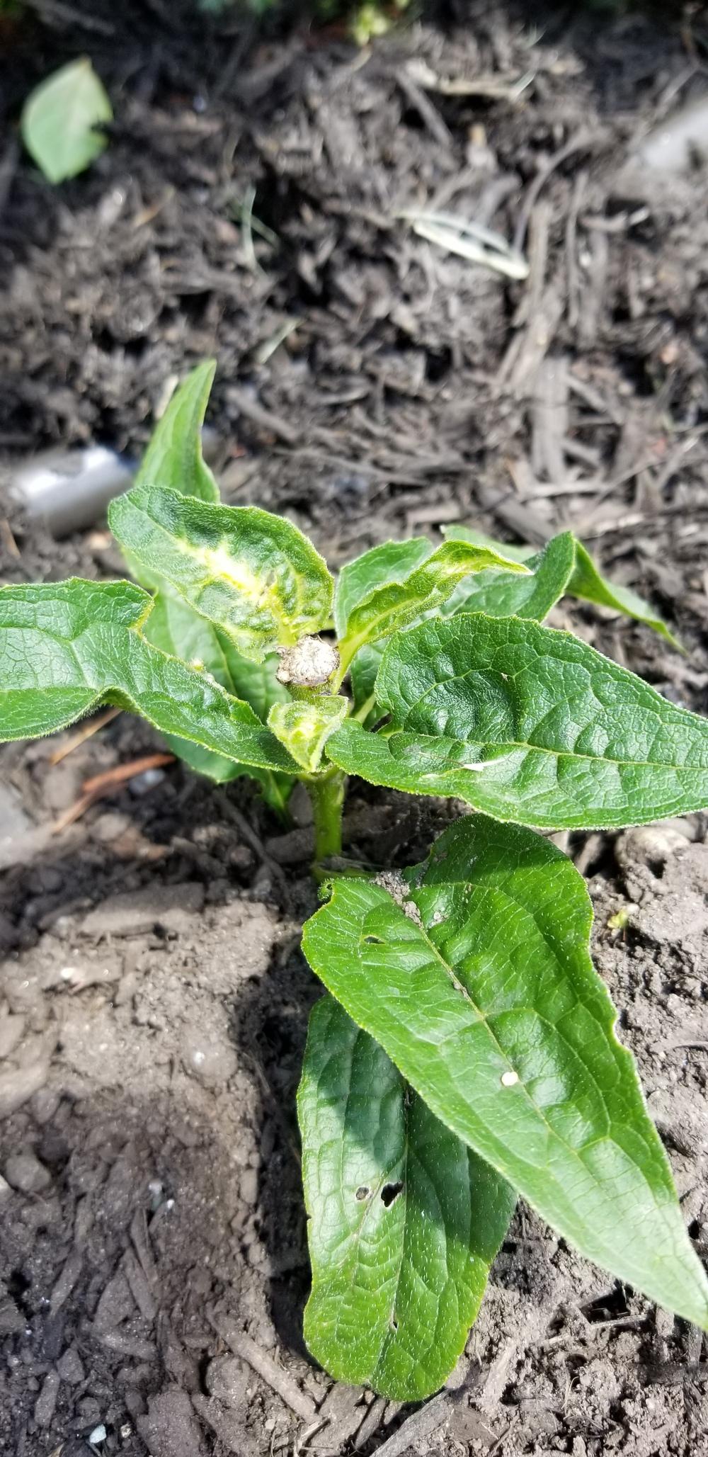 Coneflower not growing in the Ask a Question forum