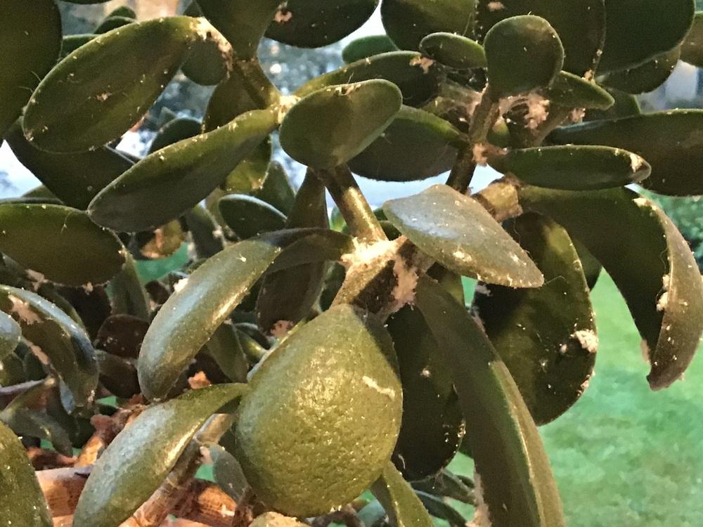 Jade plant with white powdery mold in the Ask a Question forum