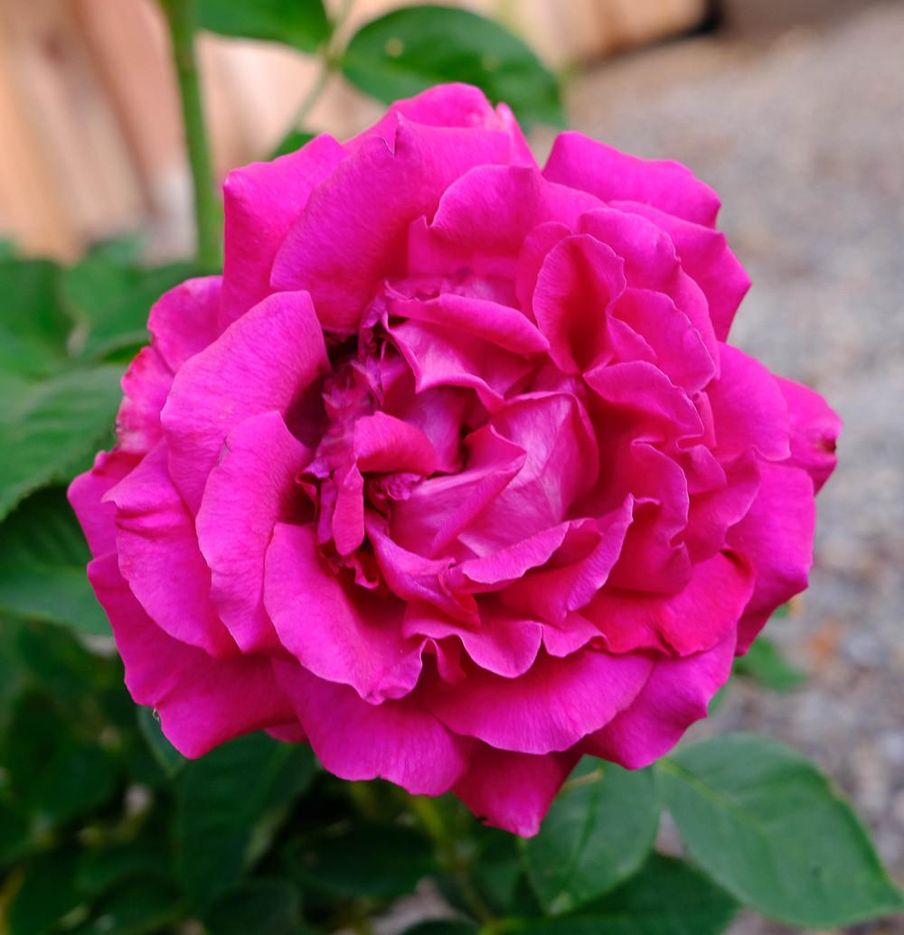 Rose (Rosa 'Ruby Voodoo') in the Roses Database