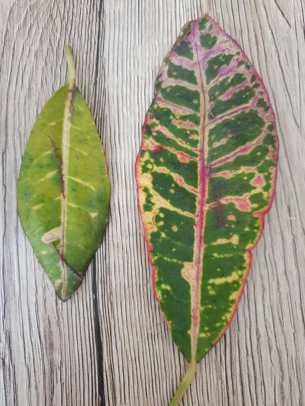 Croton leaves get dry and fall in the Ask a Question forum