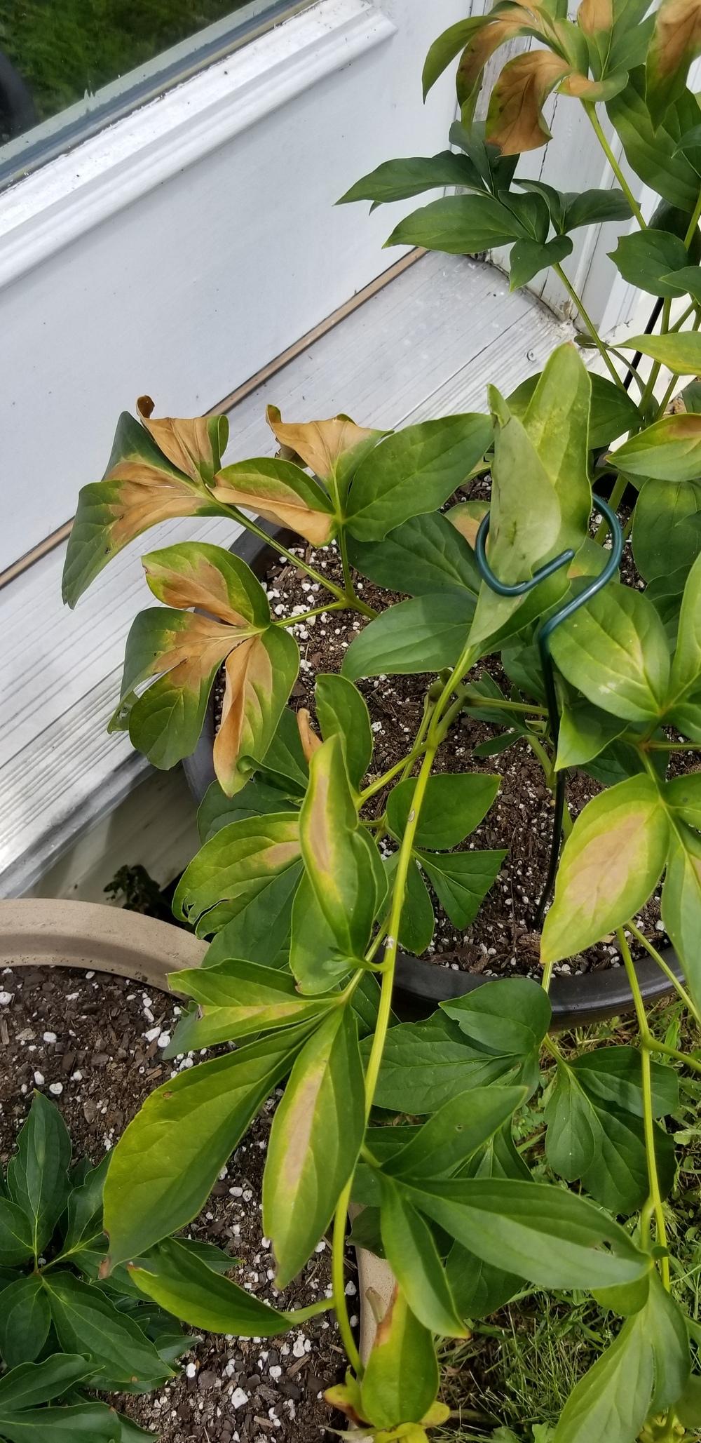 What is killing my Heidi? in the Peonies forum