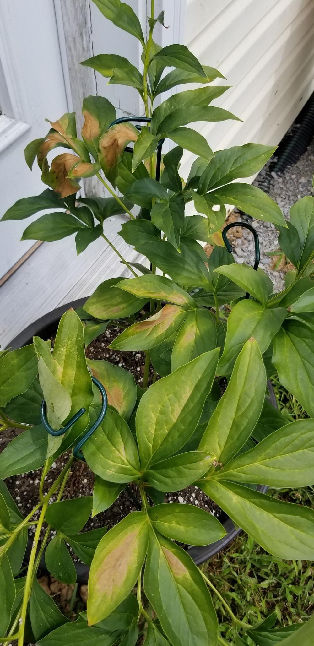 What is killing my Heidi? in the Peonies forum