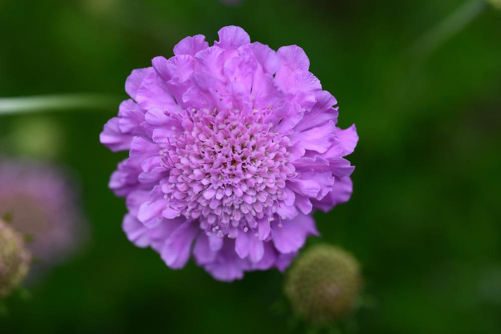 Photo of the bloom of Pincushion Flower (Scabiosa columbaria 'Pink Mist