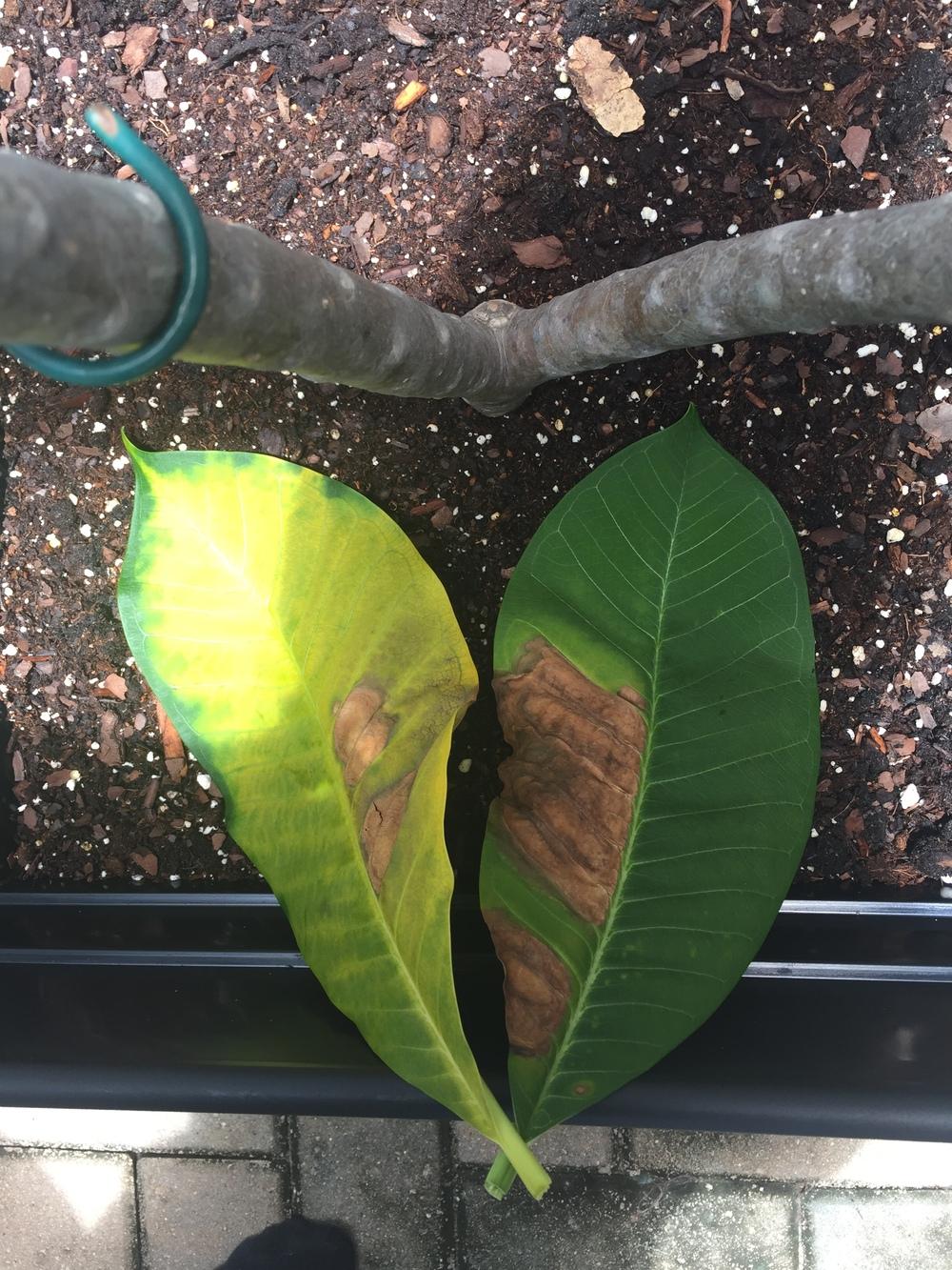 Plumeria leaves browning and yellowing, stunted growth. in the Plumeria