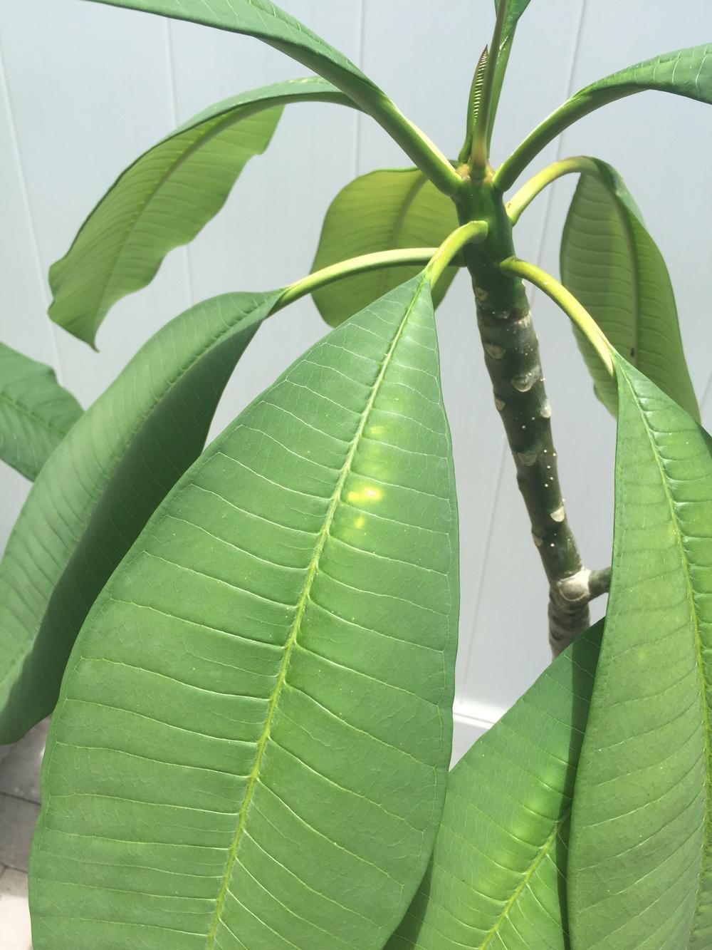 Plumeria leaves browning and yellowing, stunted growth. in the Plumeria