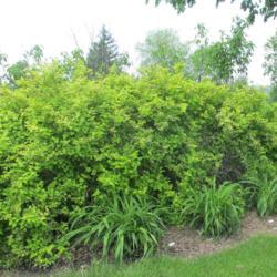 Midwestern Ninebark (<i>Physocarpus opulifolius var. intermedius</i> 'Nugget')