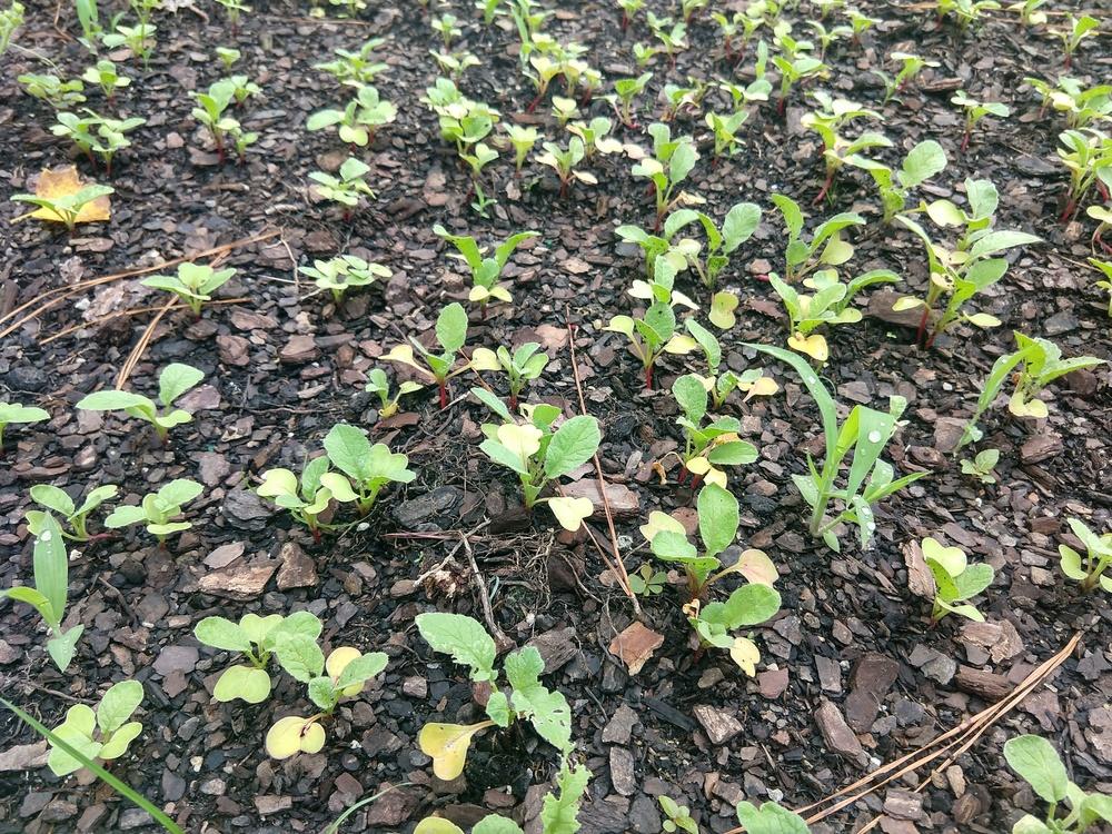 Why do some of my radishes have yellow leaves? in the Ask a Question