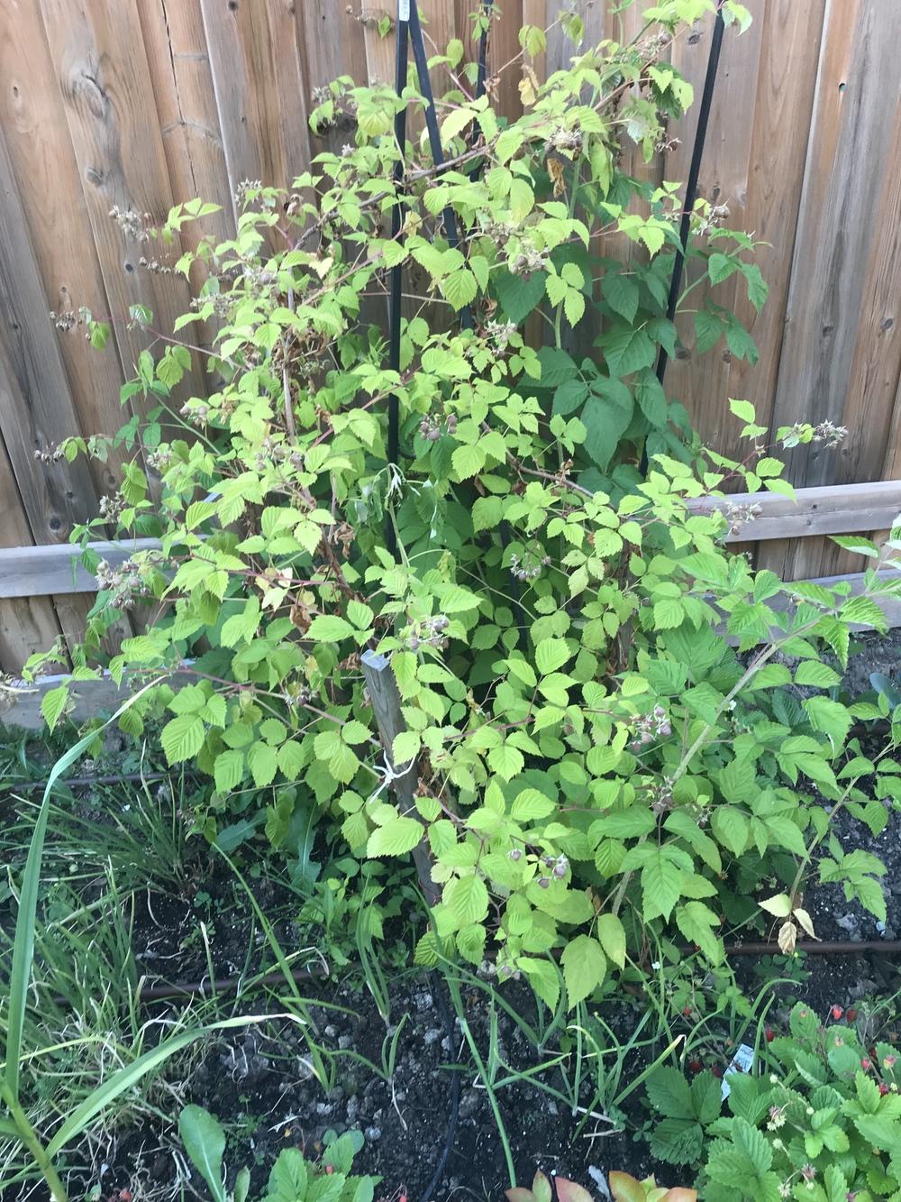 Raspberry plant died in the Ask a Question forum