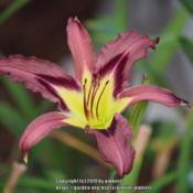 Location: all photos from my gardensDate: 2019-07-02