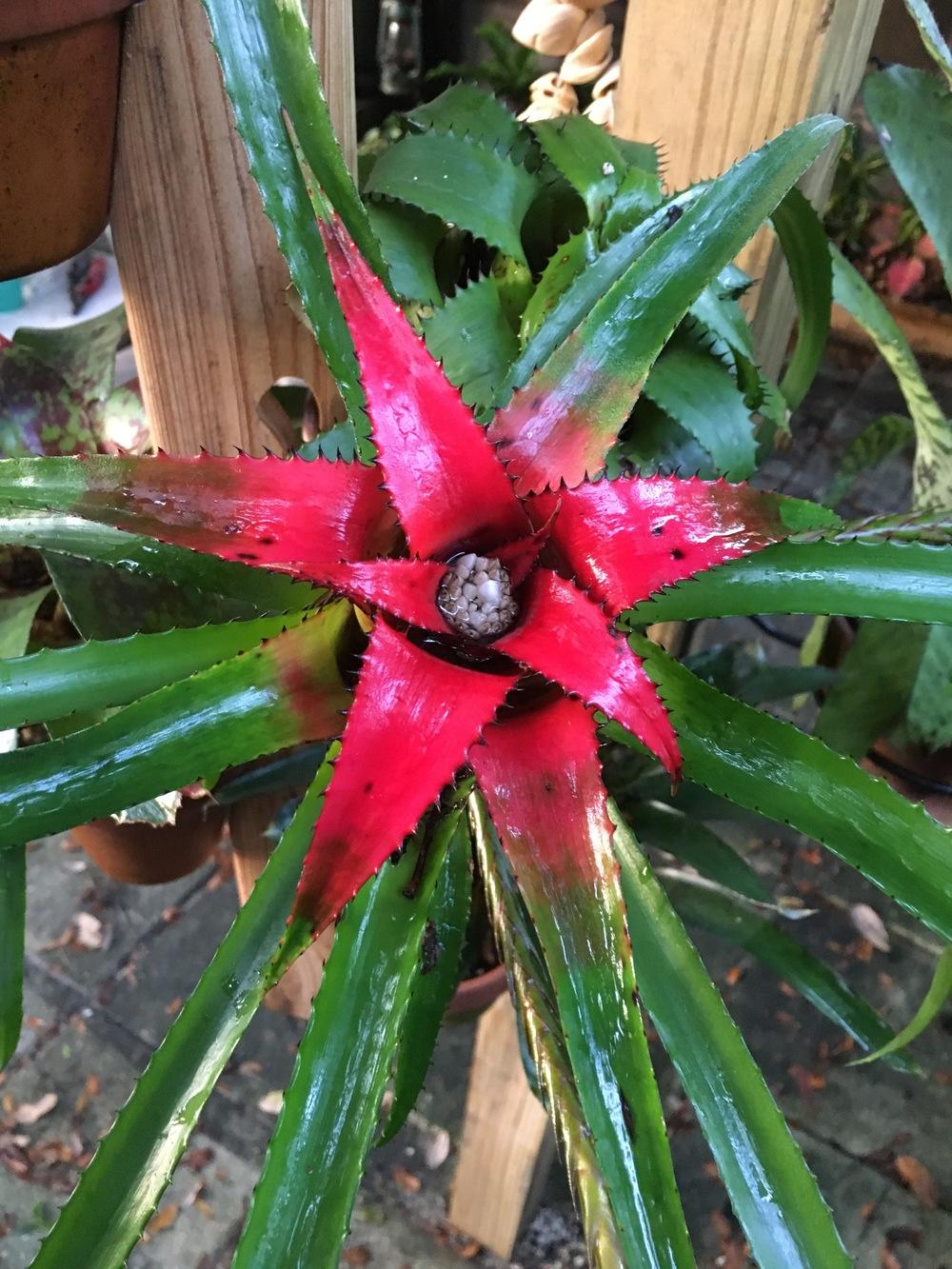 Neoregelia eleutheropetala ネオレゲリア 原種