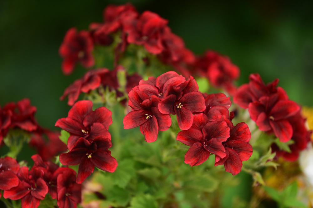 Regal Geranium (Pelargonium x domesticum Candy Flowers® Dark Red) in