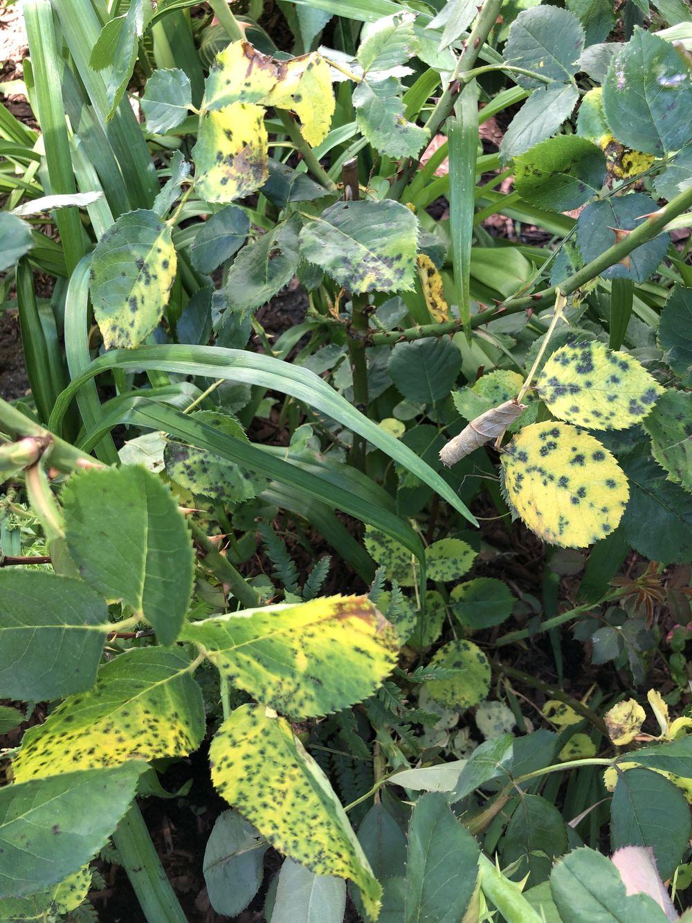 Rose Bush Flowers Yellowing With Black Spots in the Roses forum