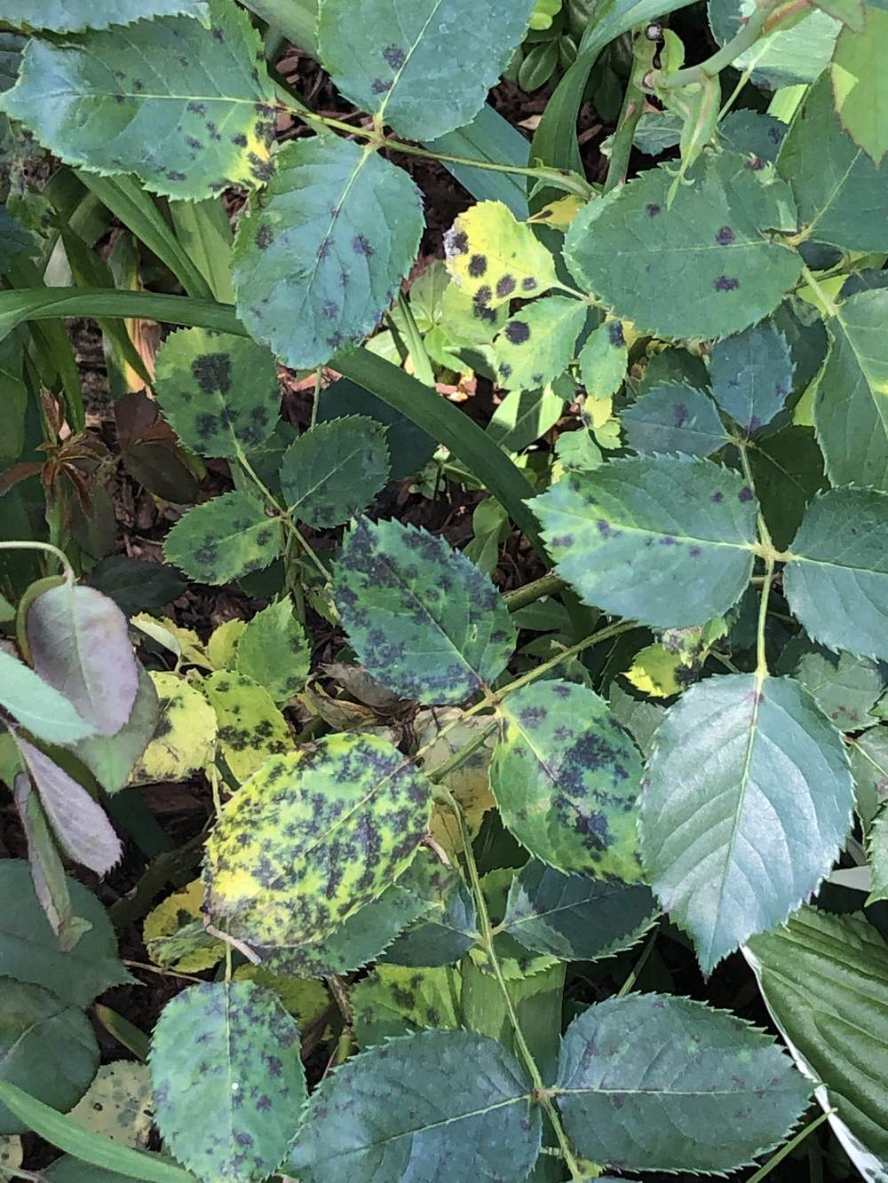 Rose Bush Flowers Yellowing With Black Spots in the Roses forum