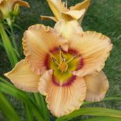 Location: My garden, Eagle Point, OregonDate: 2019-06-27