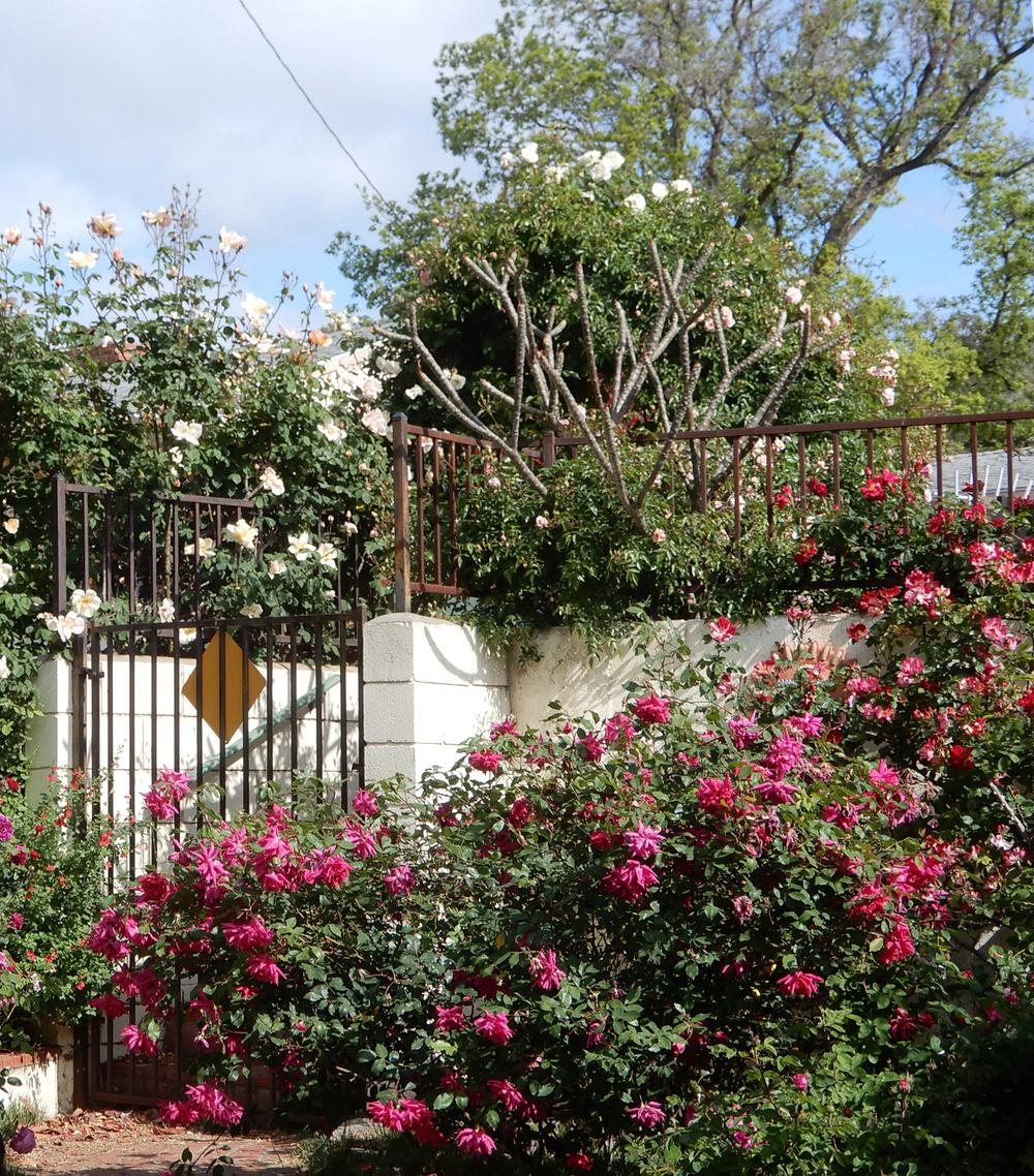 Roses forum: best Full rose bush photos - Garden.org