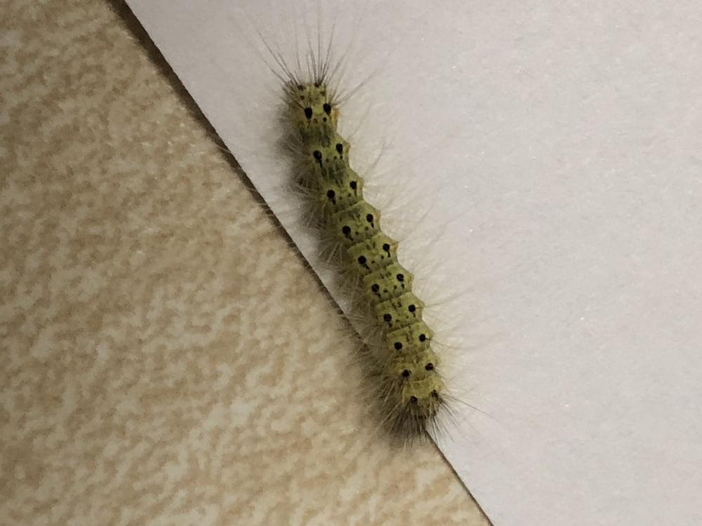 (Purple) Basil loving caterpillars in the Ask a Question forum