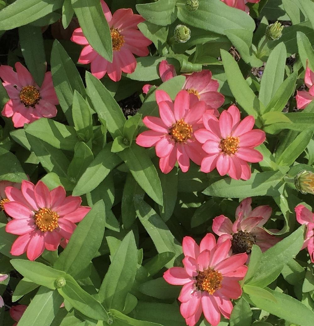 Zinnia 'Profusion Coral Pink'
