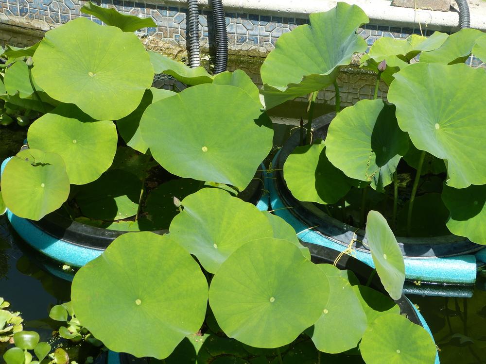 adidas superstar kasina