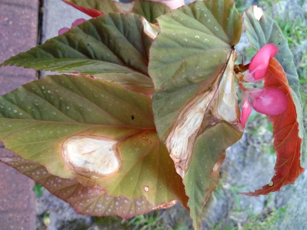 Angel Wing Begonia in the Ask a Question forum