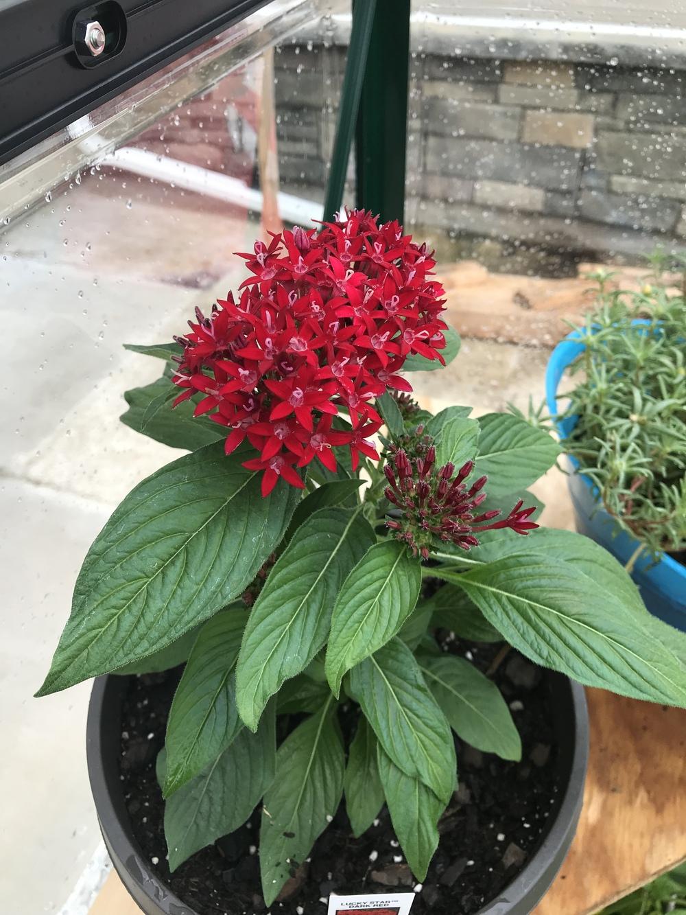 What are my pentas dying in the Annuals forum