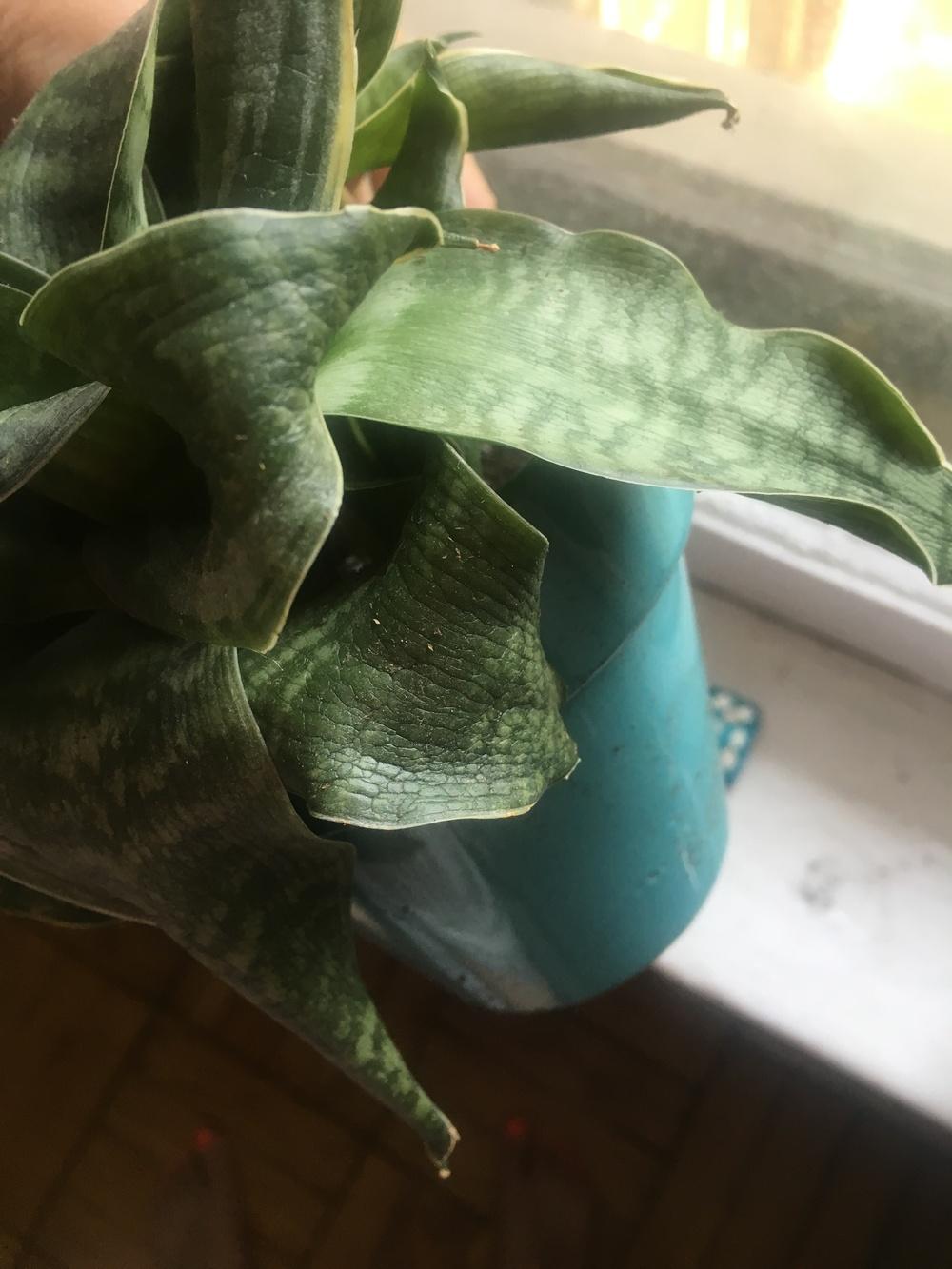 Ask a Question forum→Snake plant is wrinkled?? - Garden.org