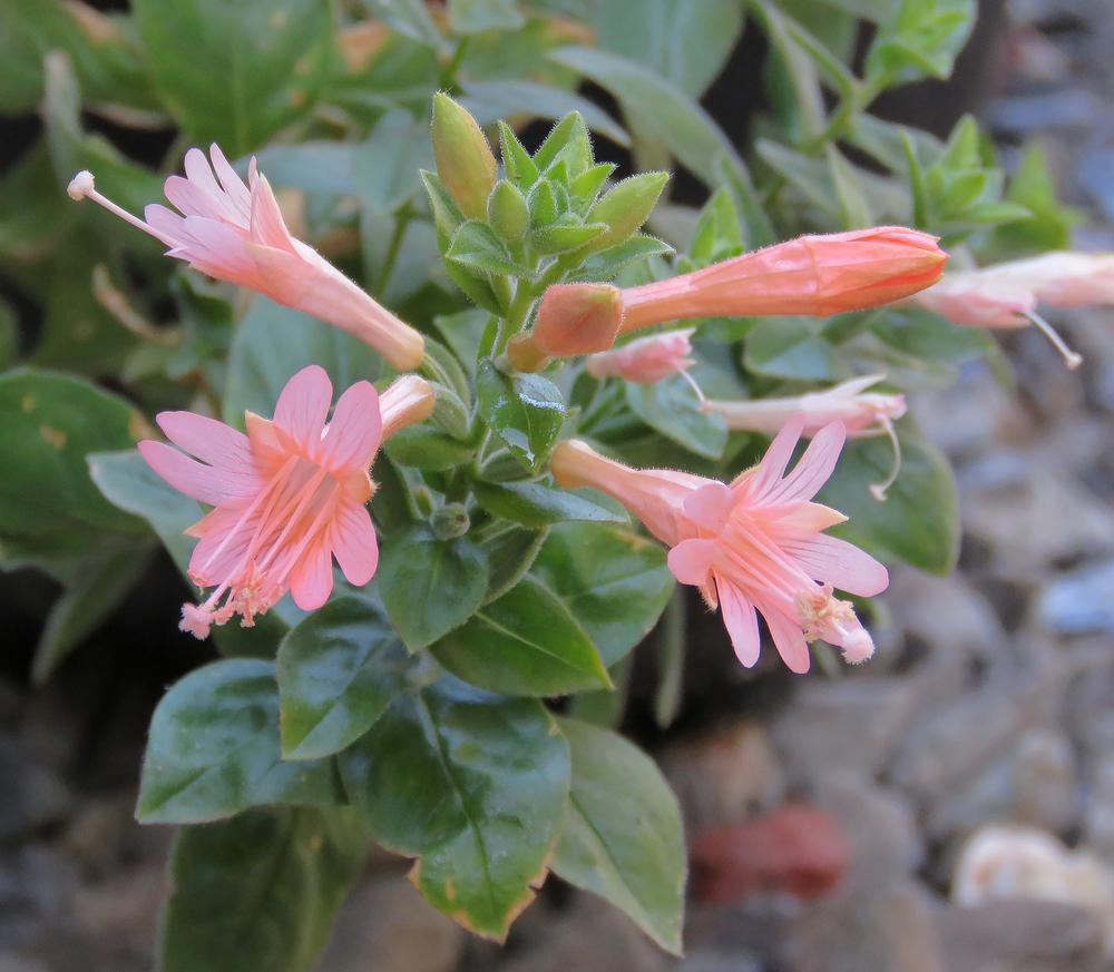 Photo of the bloom of Hummingbird Trumpet (Epilobium canum 'Northfork Coral') posted by