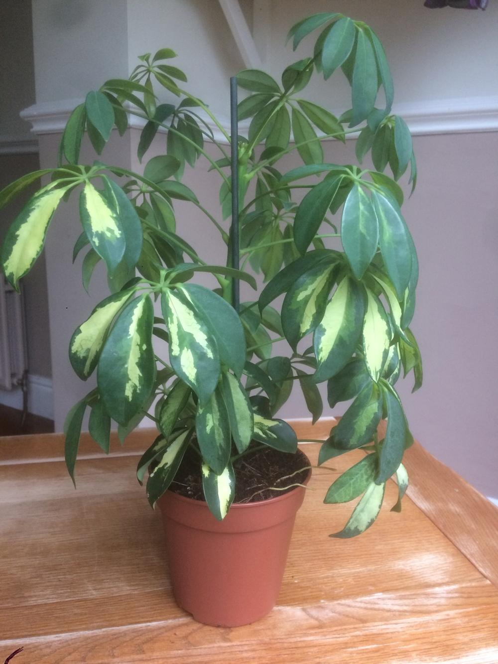 Repotting umbrella plant in the Ask a Question forum