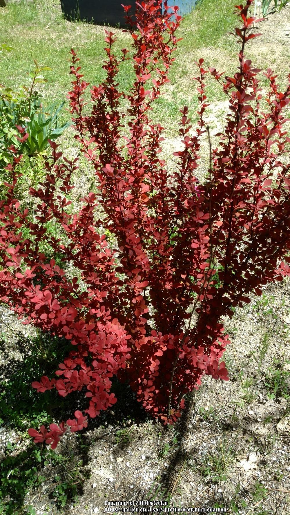 Japanese Barberry (Berberis thunbergii Orange Rocket®) in