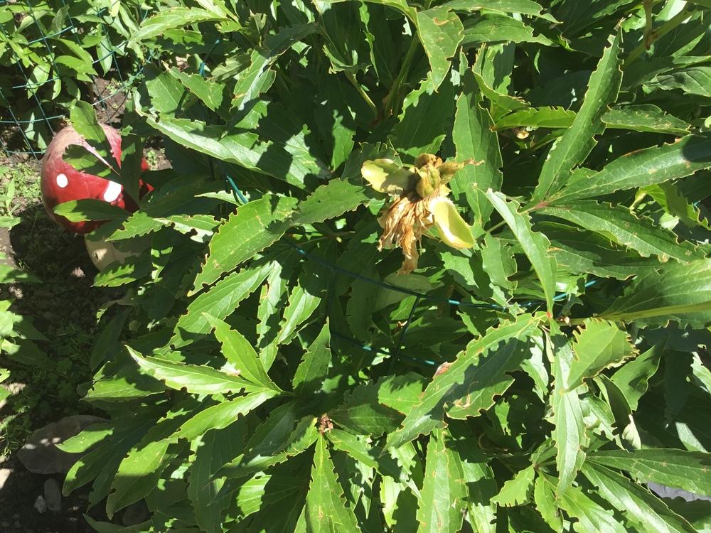 Peony issue in the Ask a Question forum