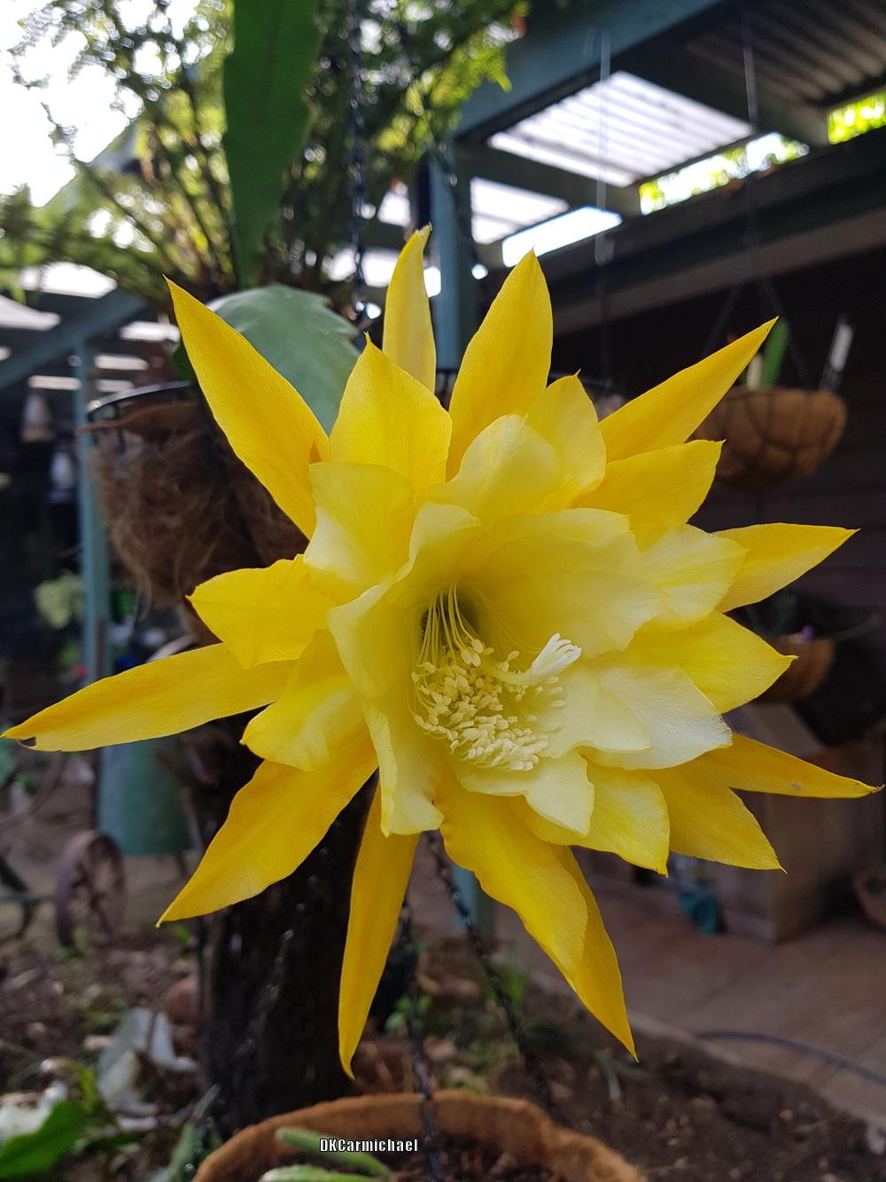 Epiphyllum Plant Care and Collection of Varieties