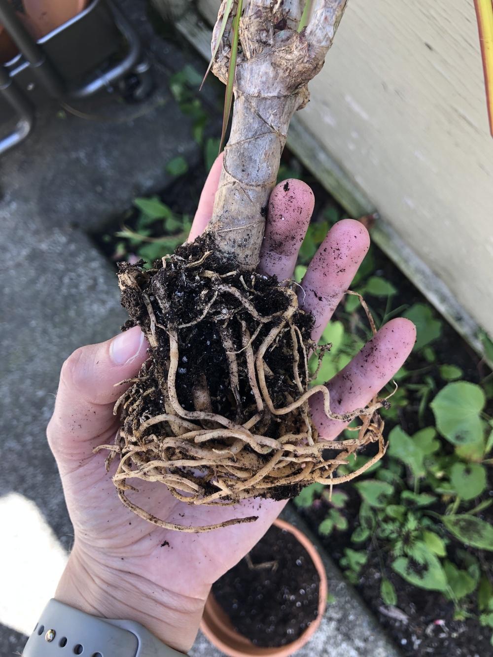 Dying Dragon Tree in the Ask a Question forum