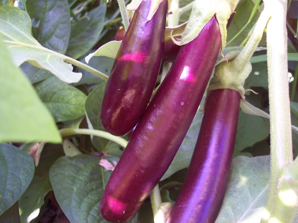 Eggplants Plant Care and Collection of Varieties