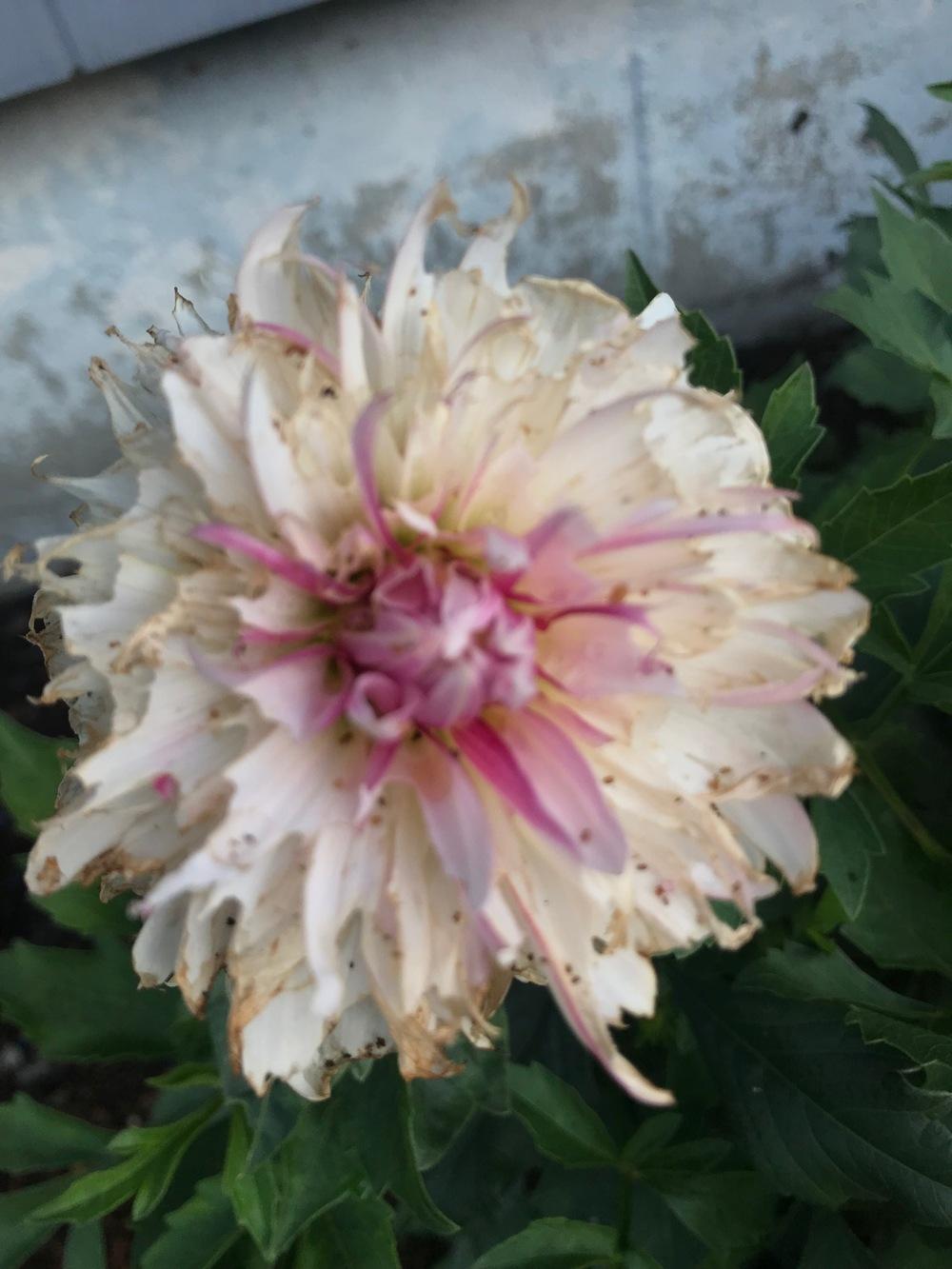 What's causing tiny brown specks and ragged brown edges on petals? in