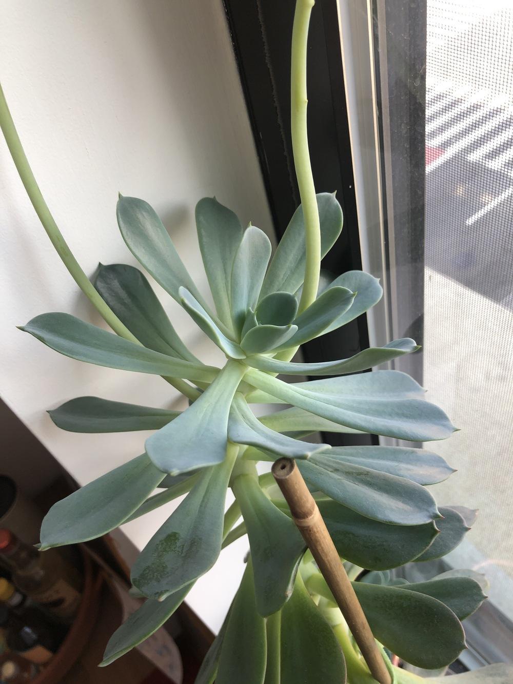 What is it? How do I cut and ReGrow? Look At These Flowers! in the