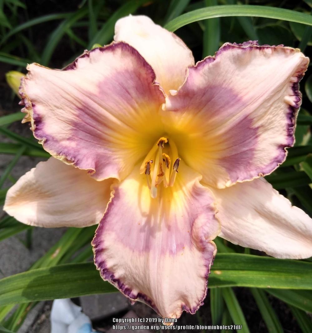 Show us your "A" list in the Daylilies forum