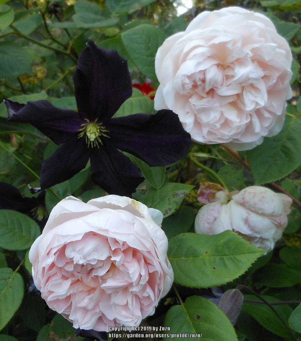 Rose (Rosa ‘St. Cecilia’) in the Roses Database - Garden.org