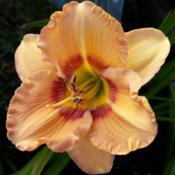 Location: My garden, Eagle Point, OregonDate: 2019-07-19