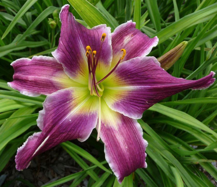 Daylily (Hemerocallis 'Lazy Cat') in the Daylilies Database