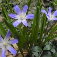 Photo of the bloom of Glory of the Snow (Scilla forbesii 'Blue Giant ...